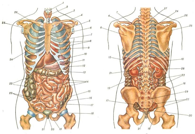 cấu trúc cơ thể và đau dưới xương bả vai trái